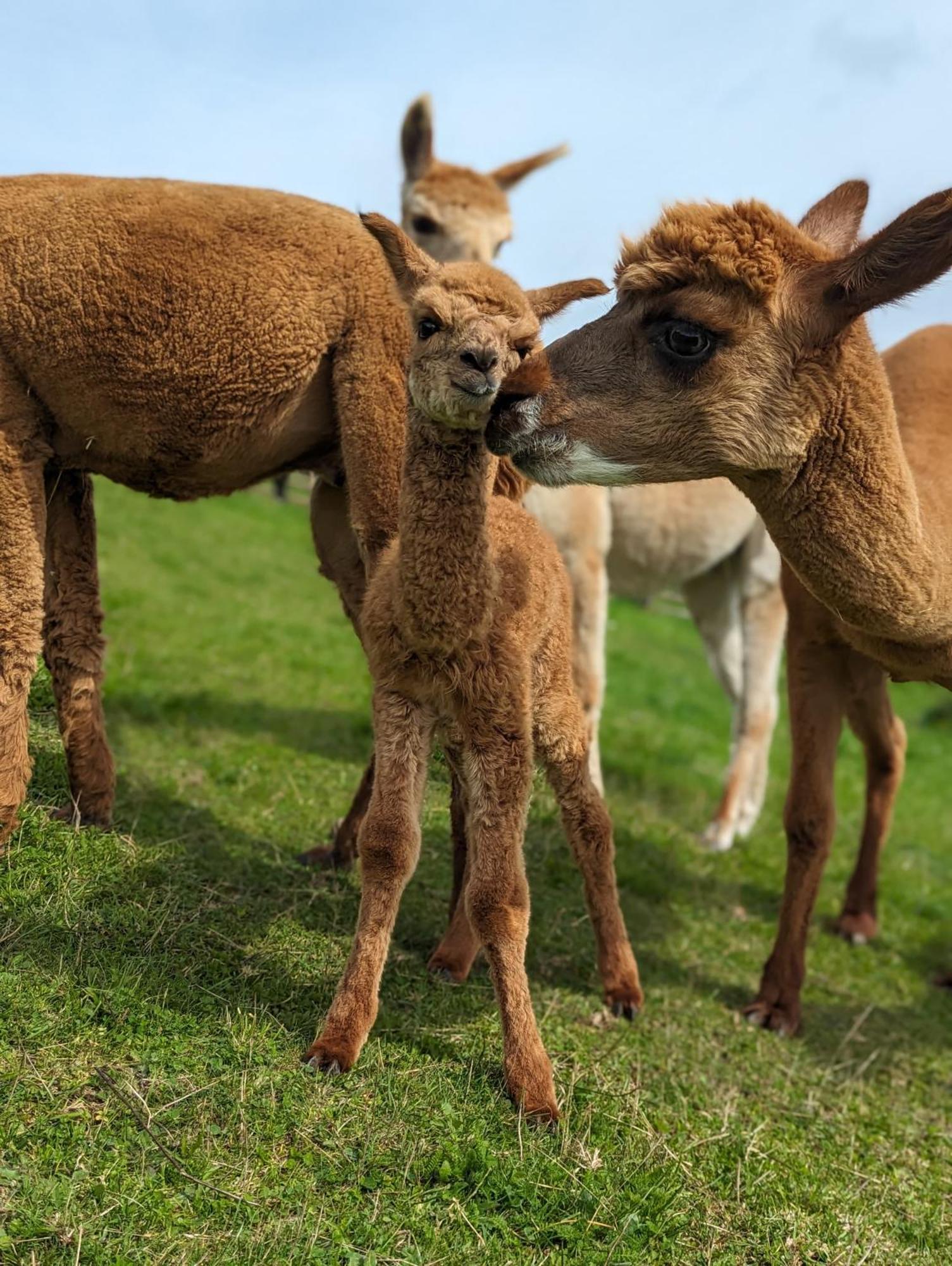 Landhotel Flora & Fauna (Adults Only) Winterberg Bagian luar foto